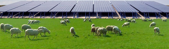 Begrazing zonnepark met schapen