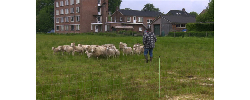 Schapen houden Goor onkruidvrij 