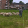 Schapen houden Goor onkruidvrij 