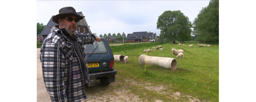 Schapen houden Goor onkruidvrij 