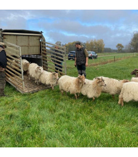Begrazing agrarische gronden en landgoederen