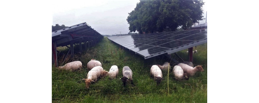 Schapen voorkomen schaduw op zonnepanelen