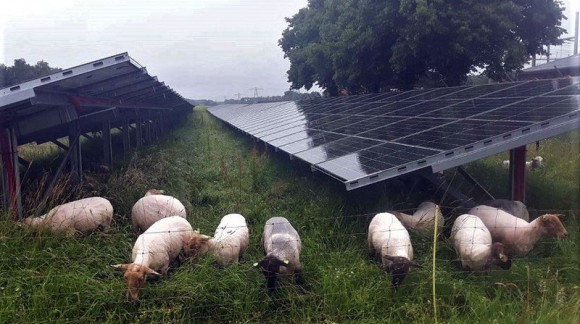 Schapen voorkomen schaduw op zonnepanelen