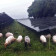 Schapen voorkomen schaduw op zonnepanelen