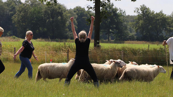 Groepsworkshop schapendrijven