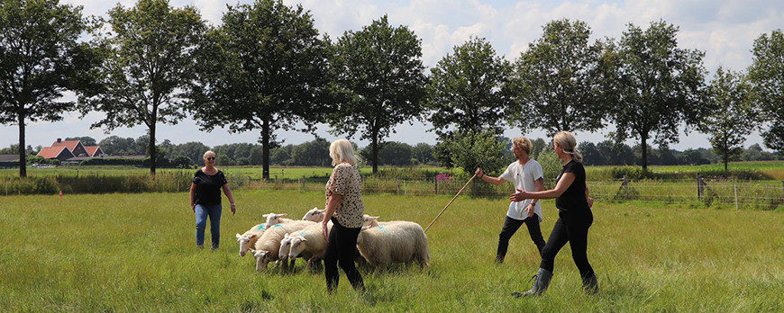 Groepsworkshop schapendrijven