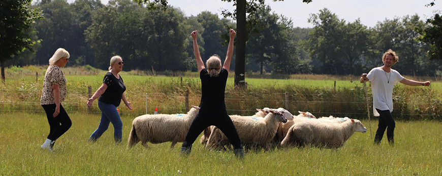 Groepsworkshop schapendrijven